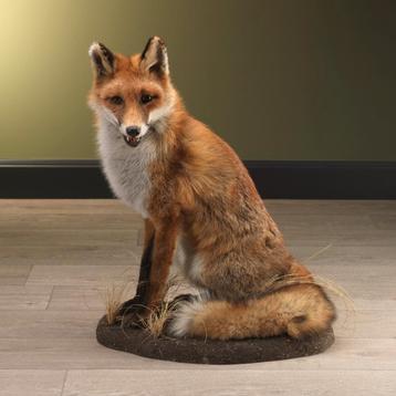 Vos Taxidermie Opgezette Dieren By Max