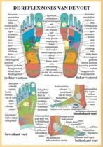 Anatomie poster voetreflexologie (Nederlands, gelamineerd..., Verzenden, Nieuw