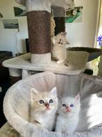 Zeer lieve ragdoll kittens met stamboom, ouders getest, Kater, Ontwormd, 0 tot 2 jaar