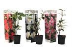 Mix van 3 Camellia - rood, roze, wit, Huis en Inrichting, Kamerplanten, Verzenden
