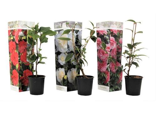 Mix van 3 Camellia - rood, roze, wit, Huis en Inrichting, Kamerplanten, Verzenden