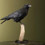 Kraai Taxidermie Opgezette Dieren By Max, Ophalen of Verzenden, Nieuw, Vogel, Opgezet dier