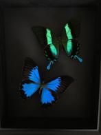 Page Taxidermie volledige montage - papilio Blumei et, Verzamelen, Dierenverzamelingen, Nieuw