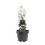 Juniperus chinensis Keteleeri 25-30 cm Conifeer, Tuin en Terras, Verzenden