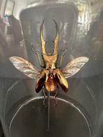 Loofhoutboktor Taxidermie volledige montage - Magnifique, Nieuw