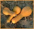 Tambura Butternut - 50 zaden Tambura Butternut, Ophalen of Verzenden, Nieuw