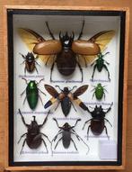 Rhinoceroskevers, hertkevers, motten, langhornekevers,, Antiek en Kunst