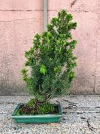 Spar bonsai (Picea) - Hoogte (boom): 42 cm - Diepte (boom):