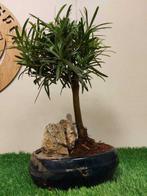 Boeddha-den bonsai (Podocarpus macrophyllus) - Hoogte