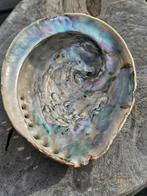 Grote abalone schelp 1, Ophalen of Verzenden