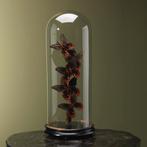 Vlinders in Stolp Taxidermie Opgezette Dieren By Max, Verzamelen, Dierenverzamelingen, Ophalen of Verzenden, Nieuw, Insect, Opgezet dier