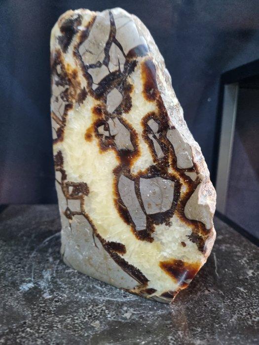 Sculptuur van septaria - Gefossiliseerde plant - 180 mm -, Antiek en Kunst, Curiosa en Brocante