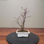 Acer palmatum deshojyo - Hoogte (boom): 29 cm - Diepte