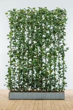 Klimop / Hedera Hibernica 180 cm