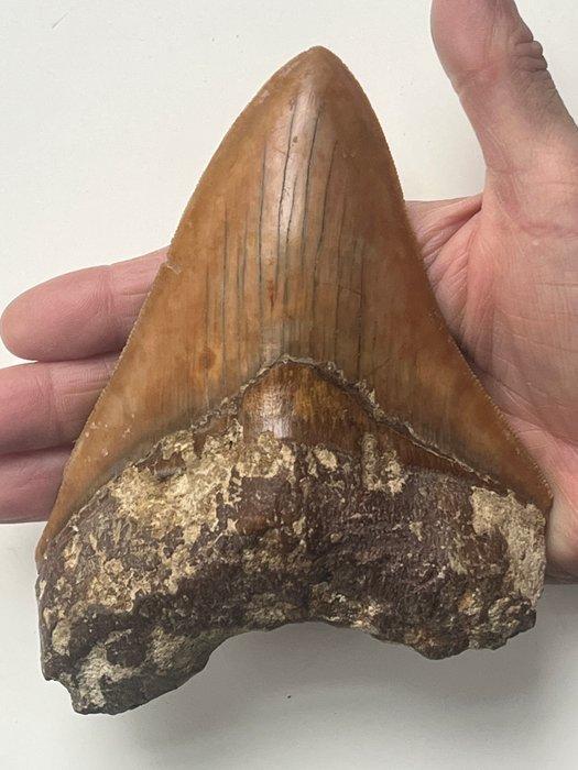 Grote Megalodon tand 15,0 cm - Fossiele tand - Carcharocles, Verzamelen, Mineralen en Fossielen