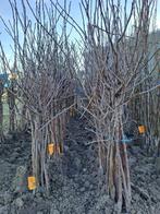 10 appel en/of perenbomen | Actie Stichting Corazon, Lente, Ophalen of Verzenden, Appelboom, Halfschaduw