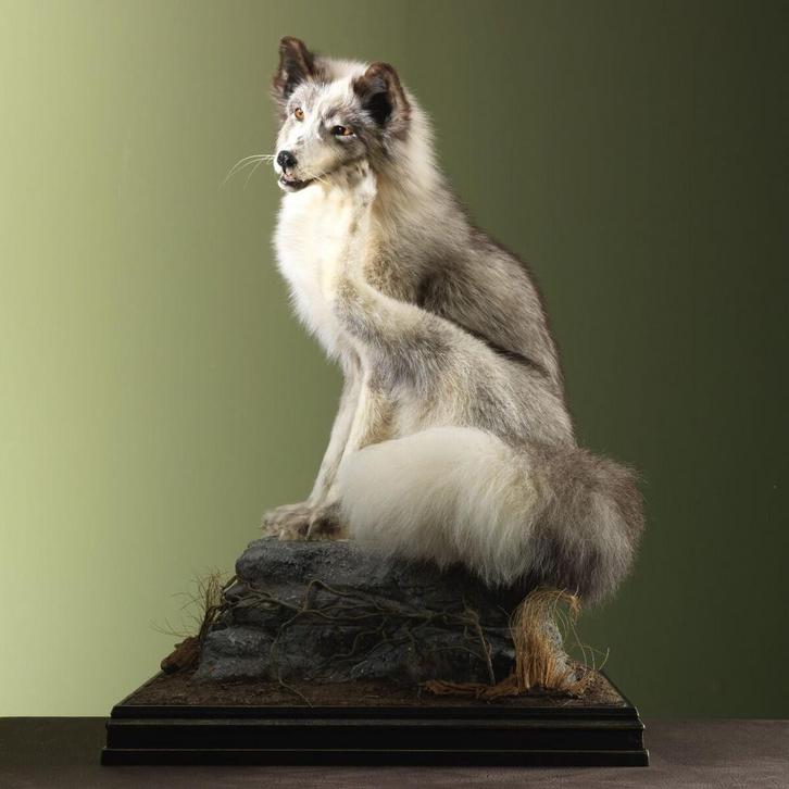 Canadese Vos Taxidermie Opgezette Dieren By Max, Verzamelen, Dierenverzamelingen, Opgezet dier, Nieuw, Wild dier, Ophalen of Verzenden