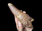 Spinosaurus - Fossiele tand - Enorme dente - 12.5 cm - 4.3