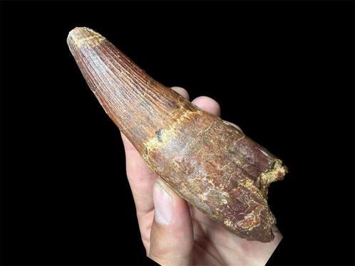 Spinosaurus - Fossiele tand - Enorme dente - 12.5 cm - 4.3, Verzamelen, Mineralen en Fossielen