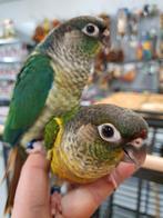Veel vogels tekoop! Pyrrhuras/Caiques/Valkparkieten, Tam