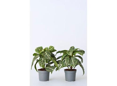 2 Aphelandra Zebra planten, Huis en Inrichting, Kamerplanten, Verzenden