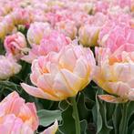 20x Tulpenbollen Password – Roze Dubbelbloemige Tulp, Verzenden