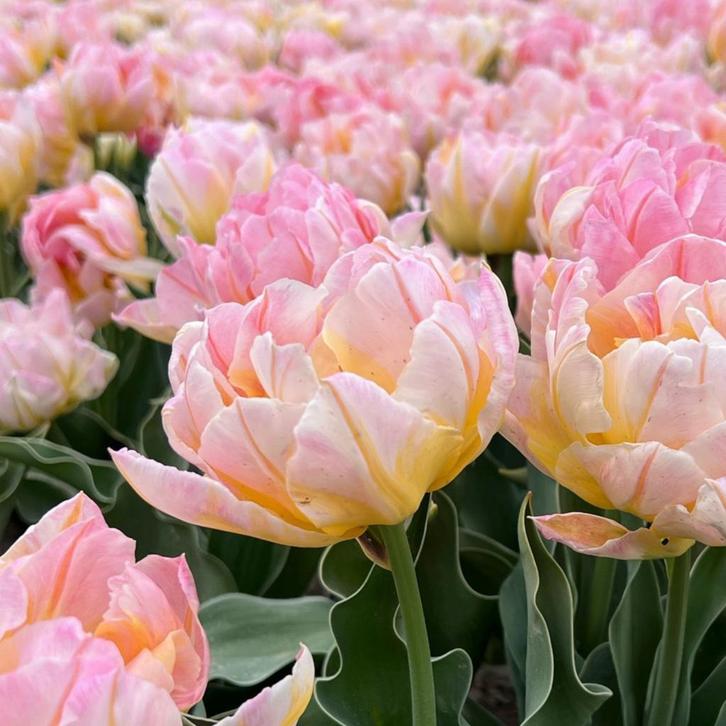 20x Tulpenbollen Password – Roze Dubbelbloemige Tulp, Tuin en Terras, Bloembollen en Zaden, Verzenden