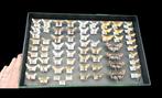 Noctuoidea Butterflies  Collection  (39X26 cm )  - Diorama, Verzamelen, Nieuw