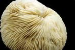 Rifkoraal Skelet - Fungiidae  Pilzkoralle  perfekter, Verzamelen, Dierenverzamelingen, Nieuw