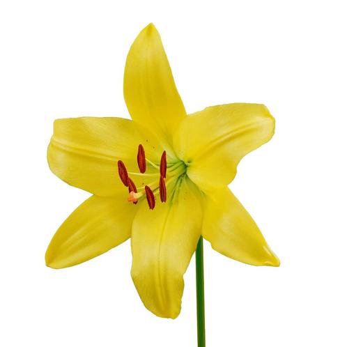 Bloembollen - 24 x Lelie Yellow County - geel met oranje, Tuin en Terras, Bloembollen en Zaden, Bloembol, Voorjaar, Volle zon