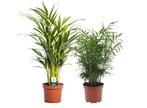 Chamber palms (Areca and Chamaedorea) - mix of 2, Huis en Inrichting, Kamerplanten, Verzenden