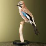 Gaai Taxidermie Opgezette Dieren By Max, Ophalen of Verzenden, Nieuw, Vogel, Opgezet dier