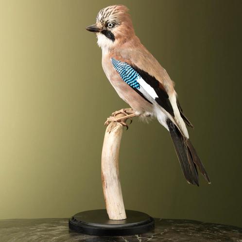 Gaai Taxidermie Opgezette Dieren By Max, Verzamelen, Dierenverzamelingen, Opgezet dier, Nieuw, Vogel, Ophalen of Verzenden