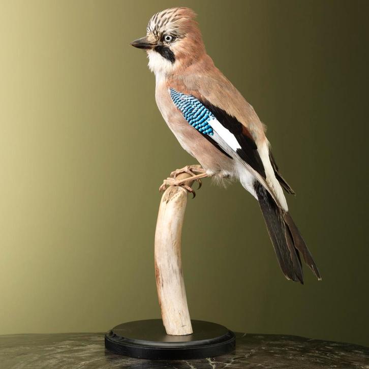 Gaai Taxidermie Opgezette Dieren By Max, Verzamelen, Dierenverzamelingen, Opgezet dier, Nieuw, Vogel, Ophalen of Verzenden