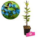 honingbes Lonicera caerulea Vostorg + Pot 9cm, Tuin en Terras, Planten | Fruitbomen, Verzenden, Volle zon