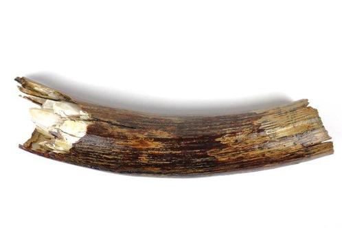 Wolharige Mammoet Slagtand - Gefossiliseerde slagtand -, Verzamelen, Mineralen en Fossielen