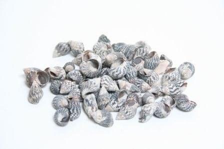 Nassa Pussata schelpen 400 gram, Hobby en Vrije tijd, Knutselen, Nieuw, Ophalen of Verzenden