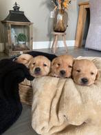 Labrador pups zwart/blond STAMBOOM ERKEND KENNEL HD/ED vrij, Dieren en Toebehoren, Honden | Retrievers, Spaniëls en Waterhonden