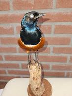 3 Kleurige glansspreeuw Taxidermie volledige montage -, Nieuw