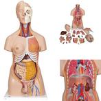 Anatomie model torso met organen, 20-delig, 87 cm, Nieuw, Verzenden