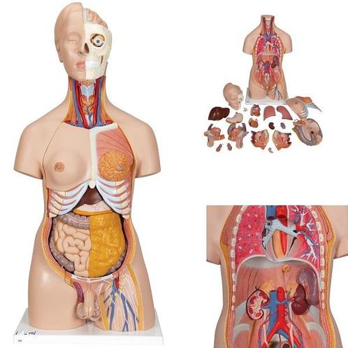 Anatomie model torso met organen, 20-delig, 87 cm, Sport en Fitness, Overige Sport en Fitness, Nieuw, Verzenden