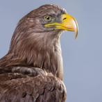 zeearend Taxidermie volledige montage - Haliaeetus albicilla, Nieuw
