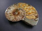 Ammoniet - Gefossiliseerde schelp - Aioloceras (Cleoniceras), Verzamelen, Mineralen en Fossielen