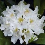 Rhododendron Cunningshams White, Tuin en Terras, Planten | Tuinplanten, Halfschaduw, Zomer, Vaste plant, Overige soorten