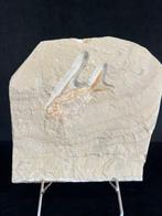 Vis - Fossiel skelet - Nematonotus longispinus - 18.5 cm -, Verzamelen, Mineralen en Fossielen