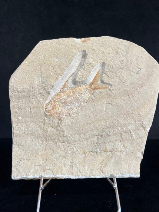 Vis - Fossiel skelet - Nematonotus longispinus - 18.5 cm -, Verzamelen, Mineralen en Fossielen