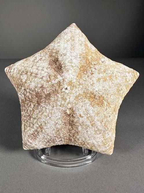 Droog bewaarde kussen-zeesterren op metalen basis Taxidermie, Verzamelen, Dierenverzamelingen