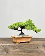 Jeneverbes bonsai (Juniperus) - Hoogte (boom): 16 cm -