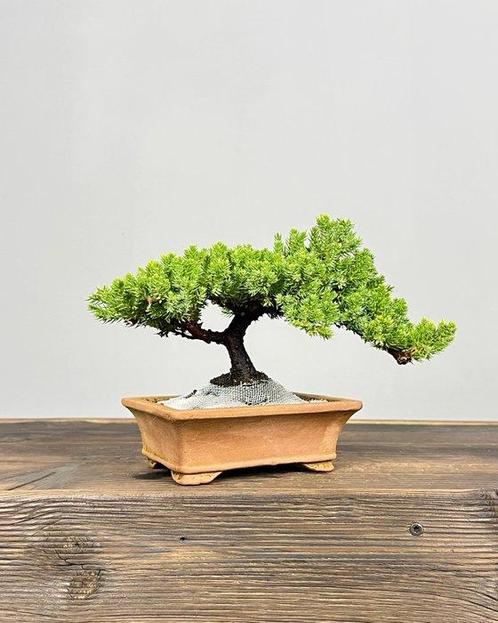 Jeneverbes bonsai (Juniperus) - Hoogte (boom): 16 cm -, Antiek en Kunst, Curiosa en Brocante