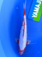 HQ Yuki Asagi van Yamaju  37cm (Japanse Koi), Karper of Koi